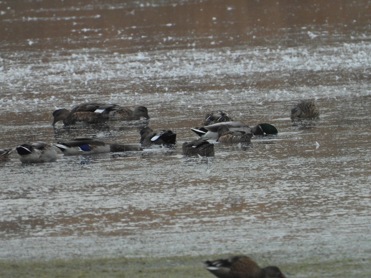 Gadwall - ML644018405