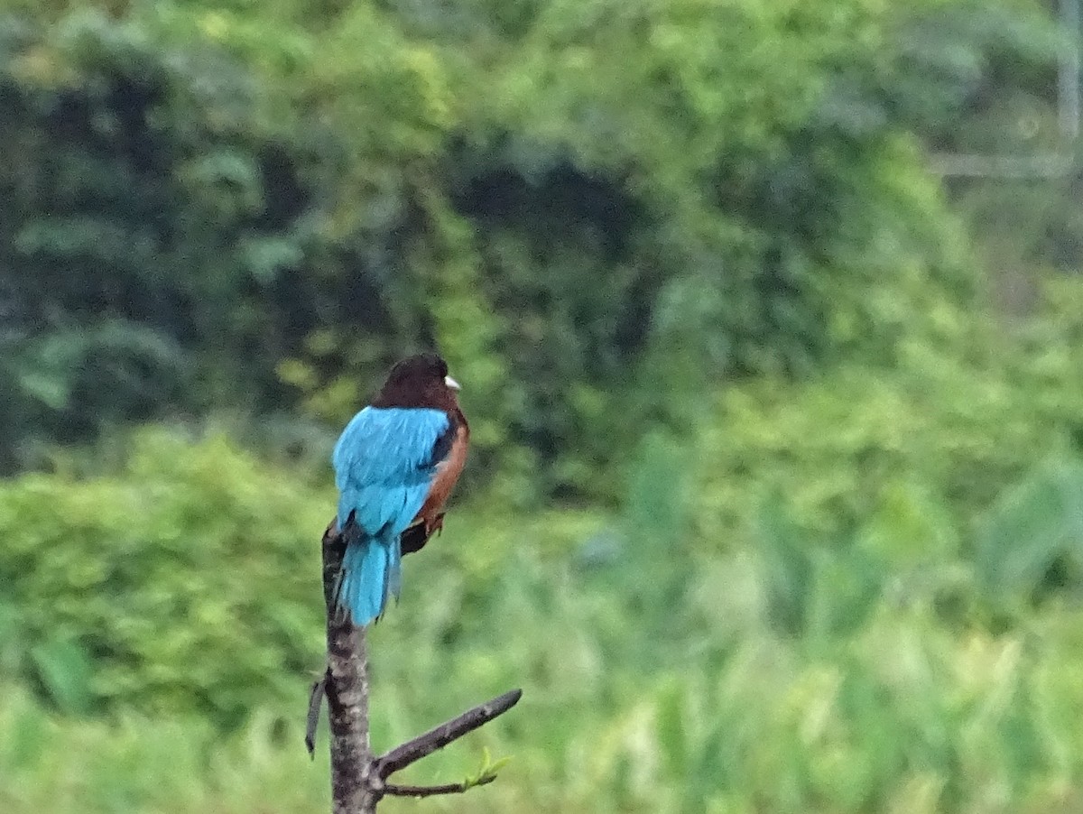 White-throated Kingfisher - ML644018411