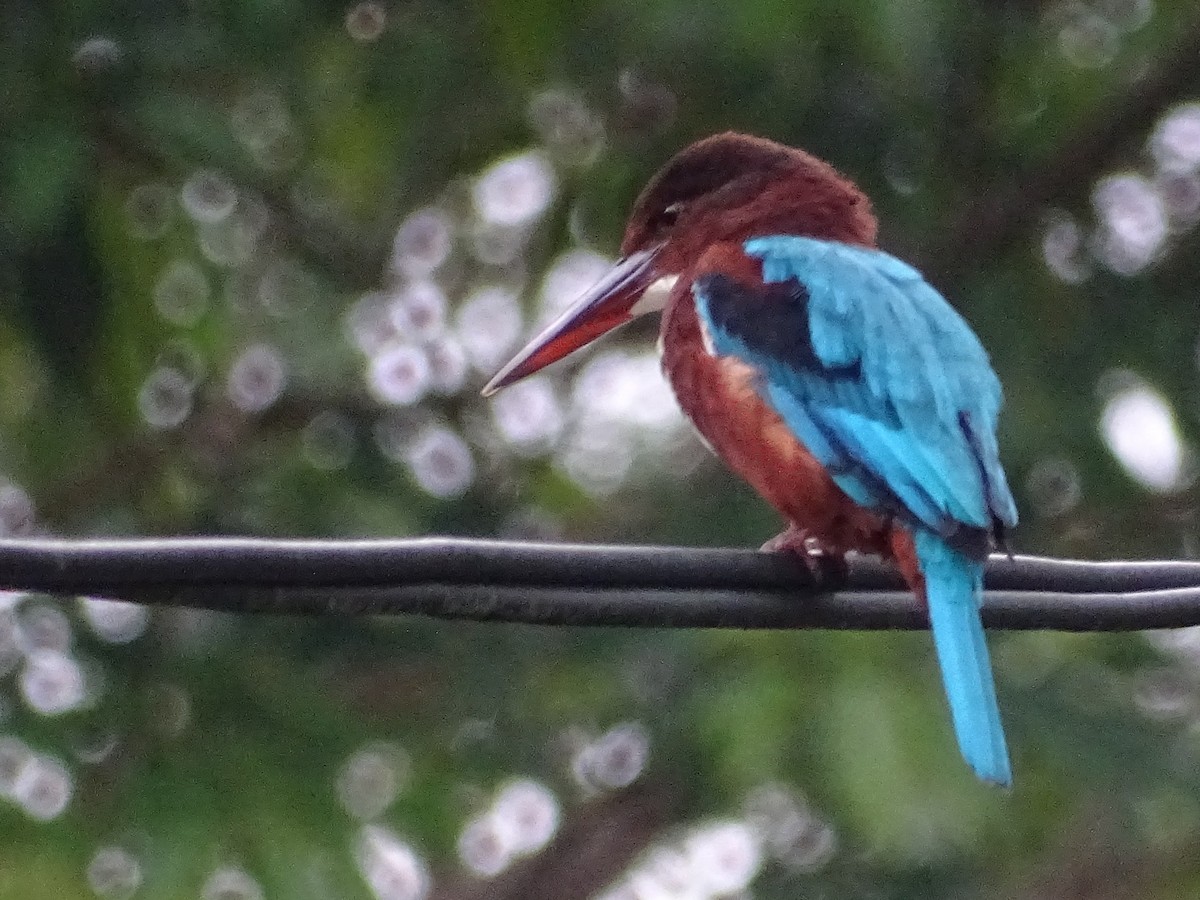 White-throated Kingfisher - ML644018412
