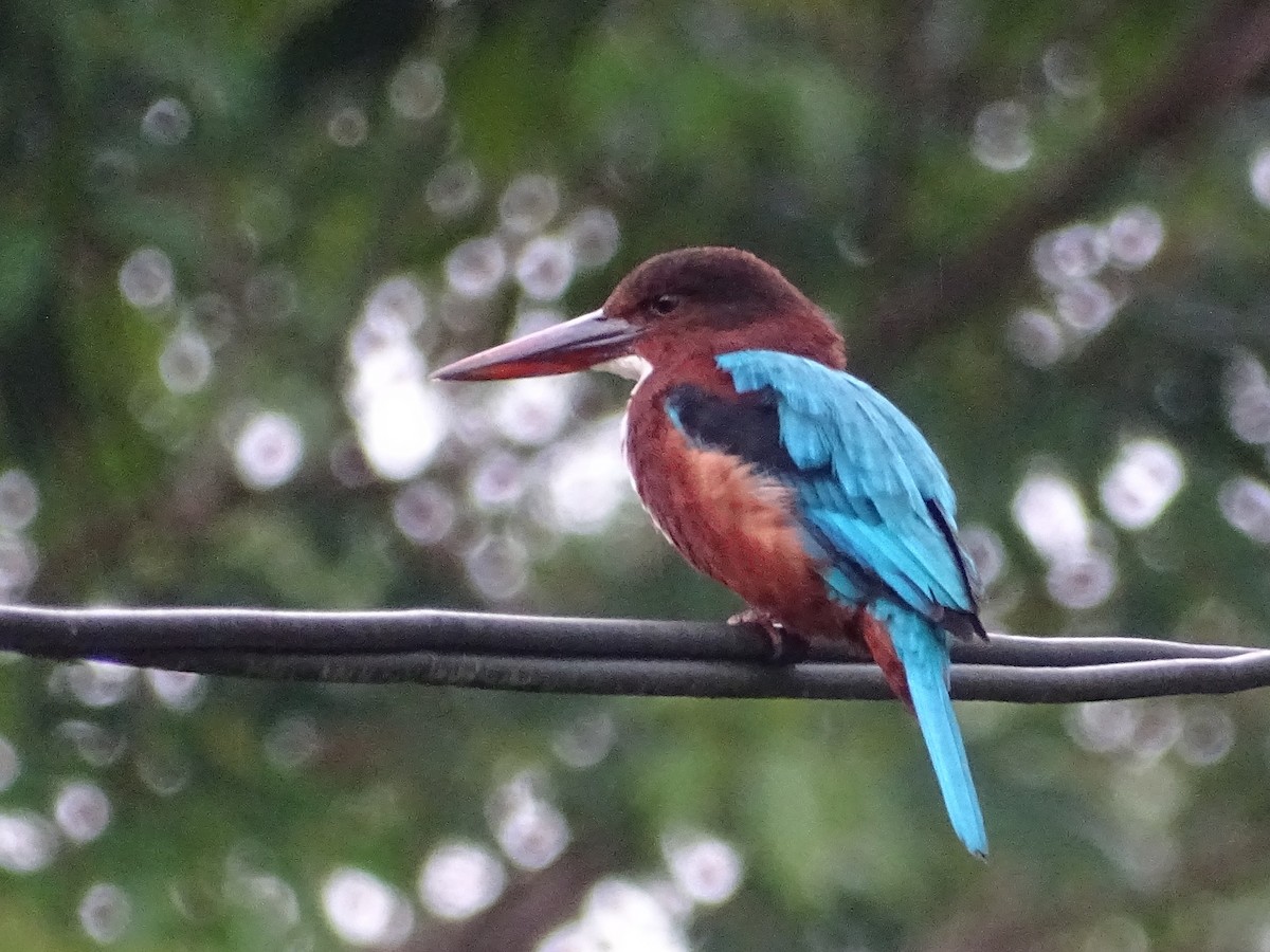White-throated Kingfisher - ML644018413