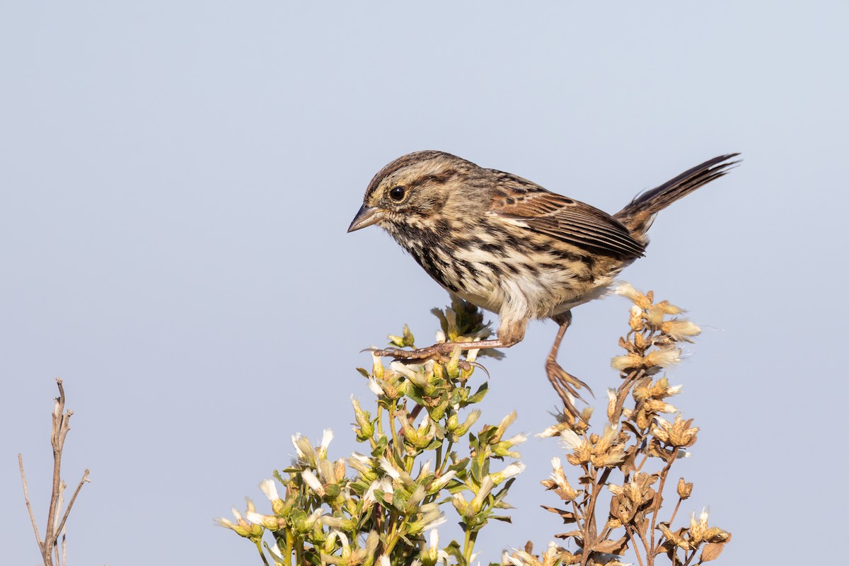 Song Sparrow - ML644018414