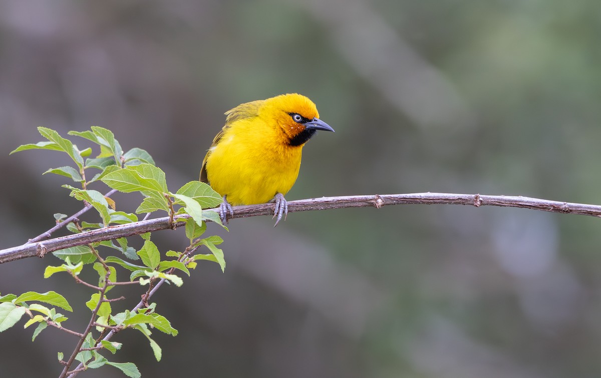 Spectacled Weaver - ML644018415