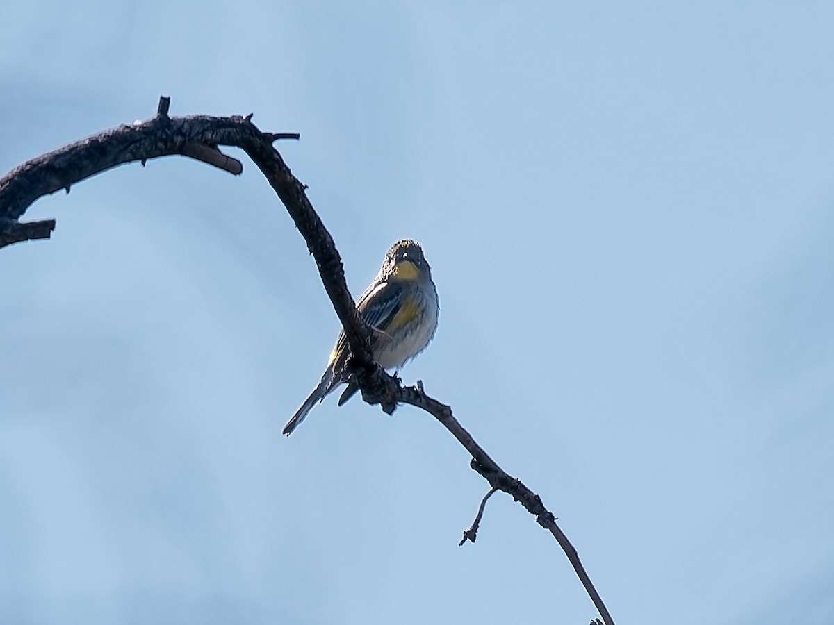 Yellow-rumped Warbler - ML644018416