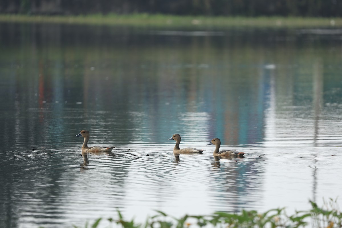 Lesser Whistling-Duck - ML644018417