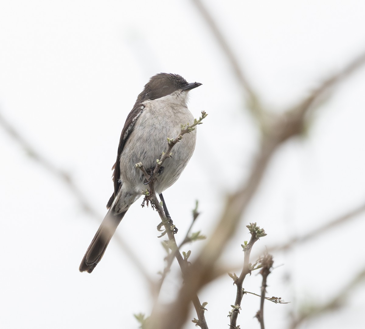 Fiscal Flycatcher - ML644018418
