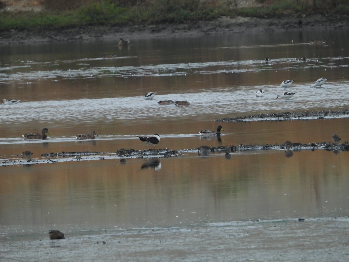 Black Skimmer - ML644018419
