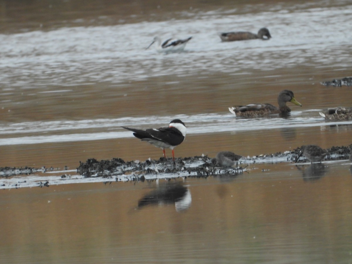 Black Skimmer - ML644018421