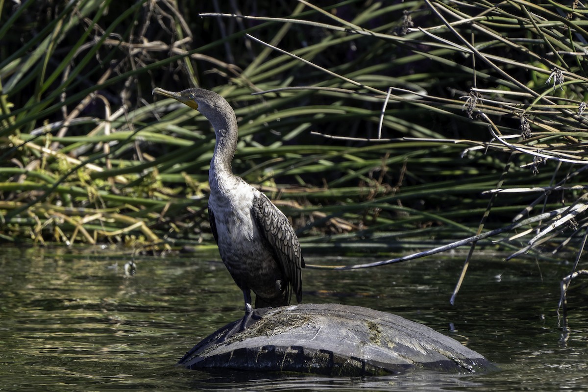 Double-crested Cormorant - ML644018422
