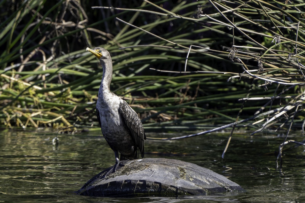 Double-crested Cormorant - ML644018423