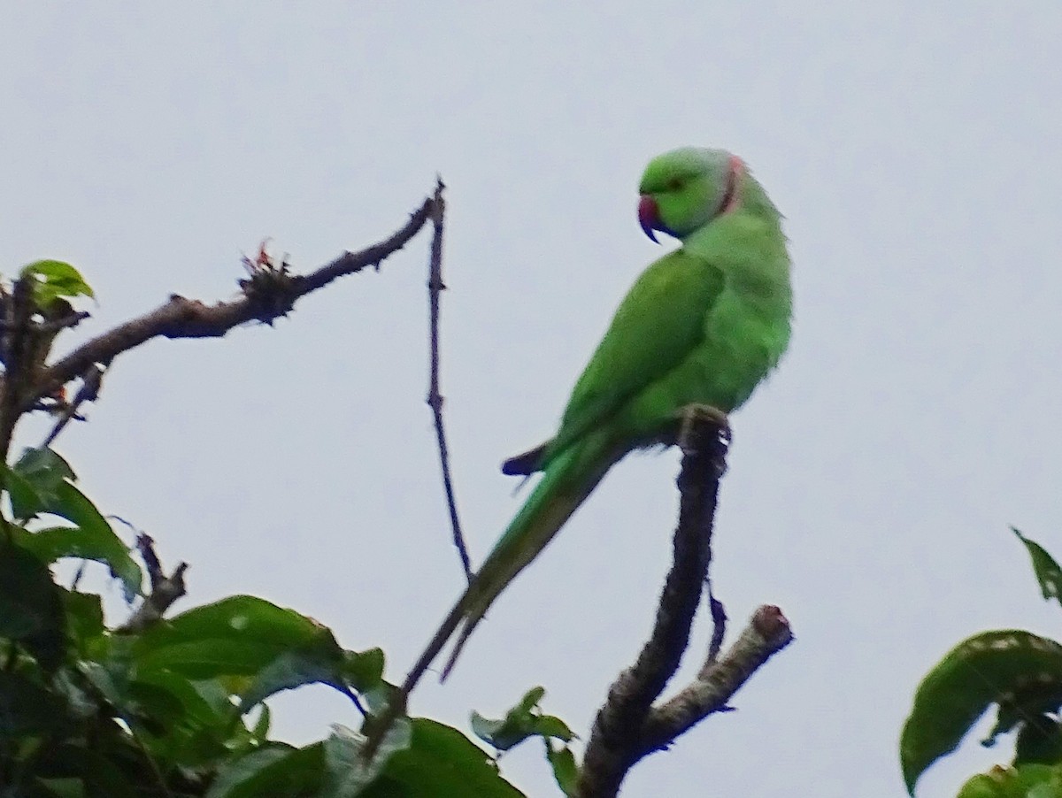 Rose-ringed Parakeet - ML644018424