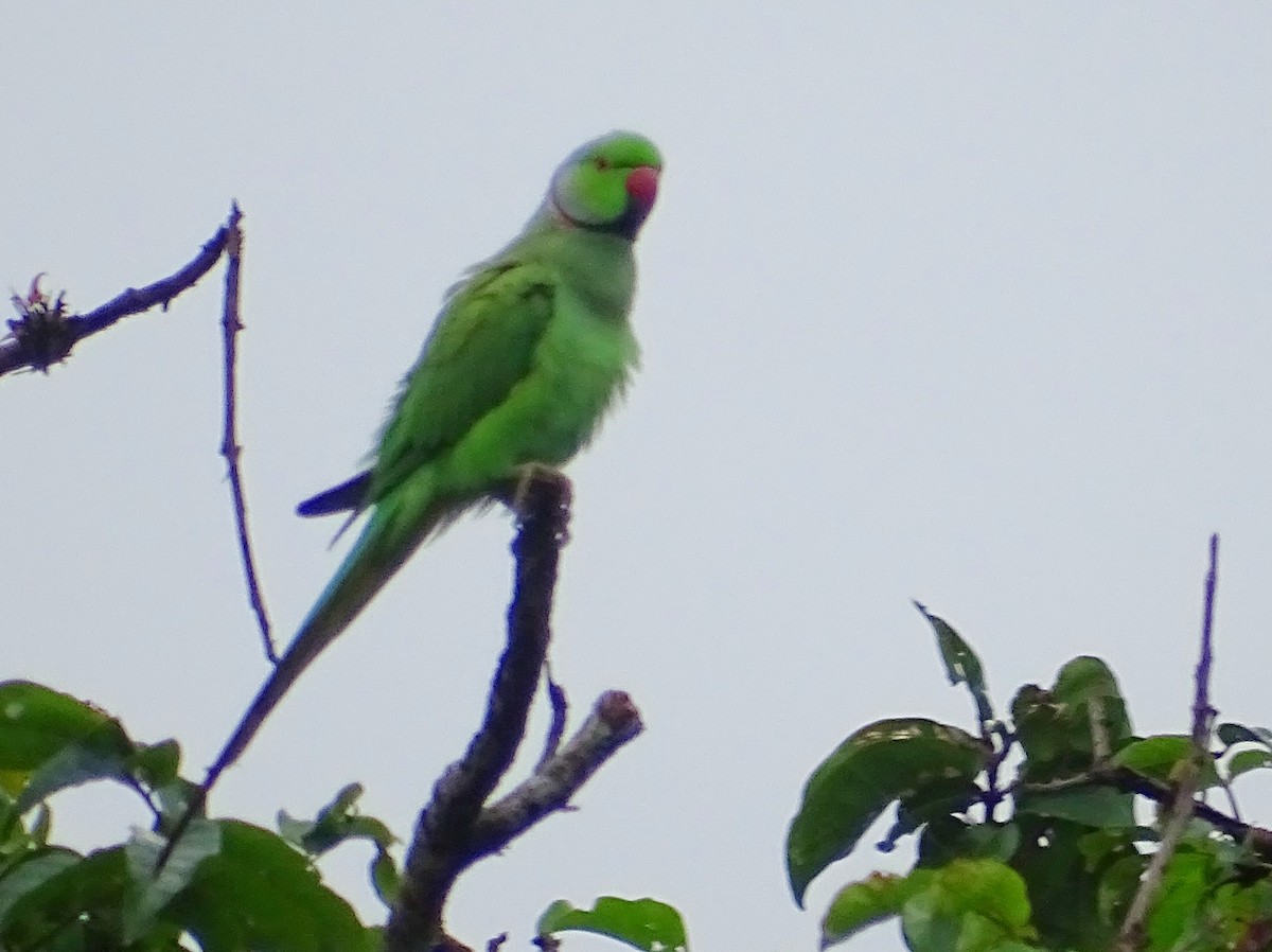 Rose-ringed Parakeet - ML644018425