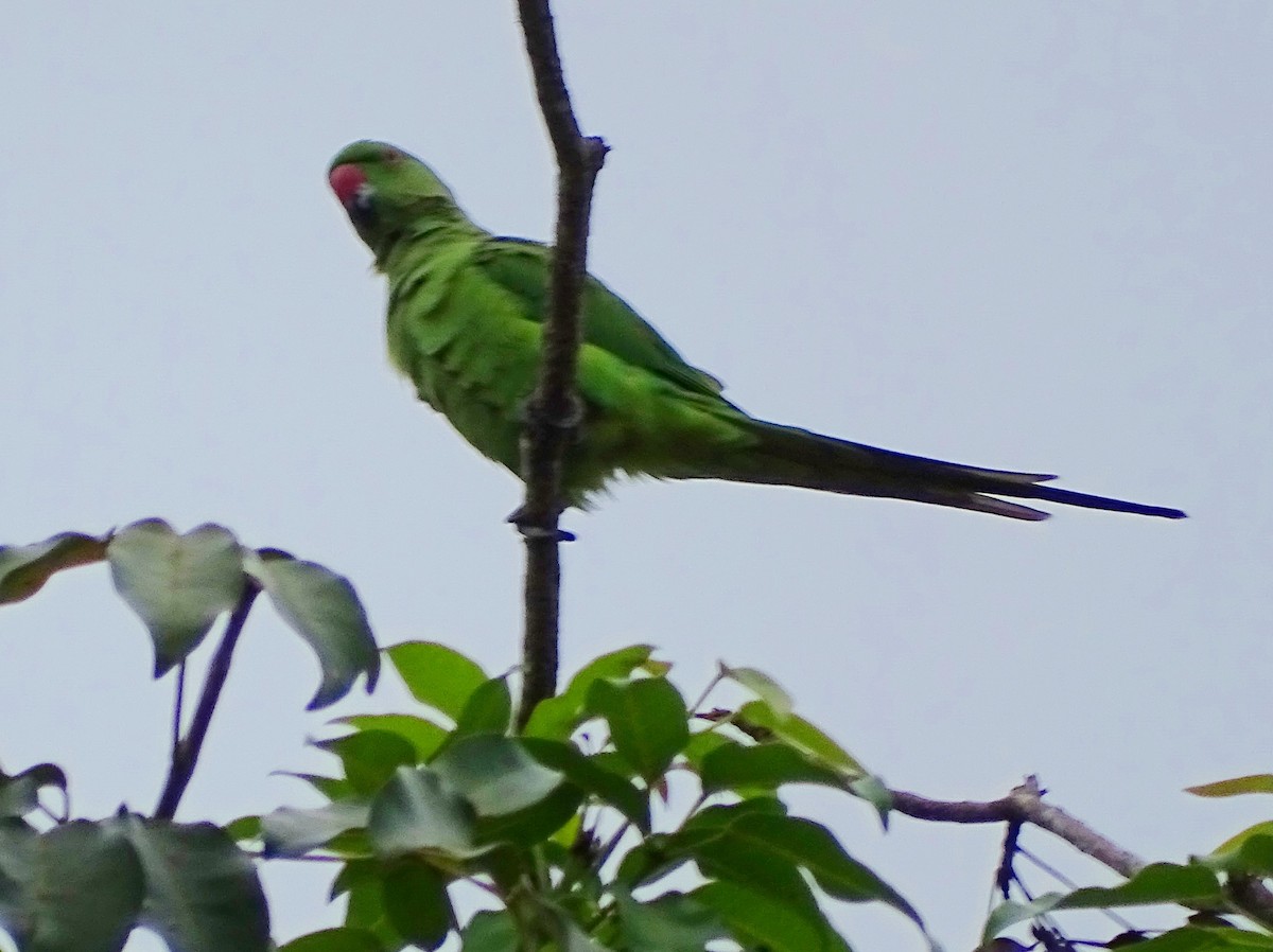 Rose-ringed Parakeet - ML644018426