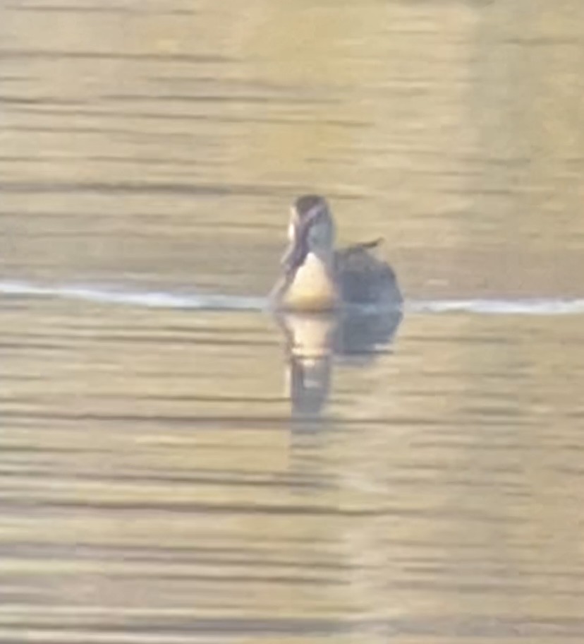 duck sp. - ML644018428