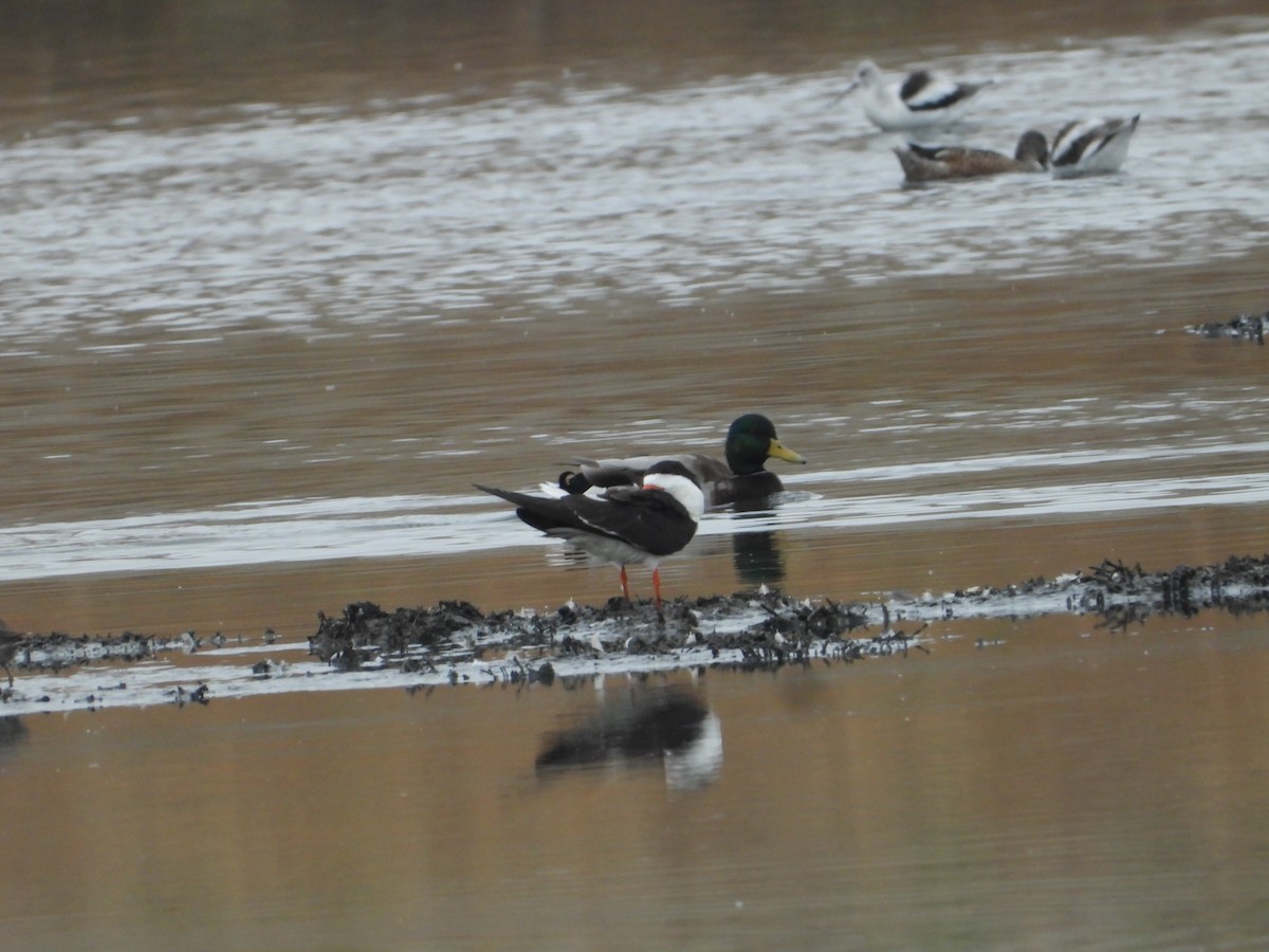 Black Skimmer - ML644018429