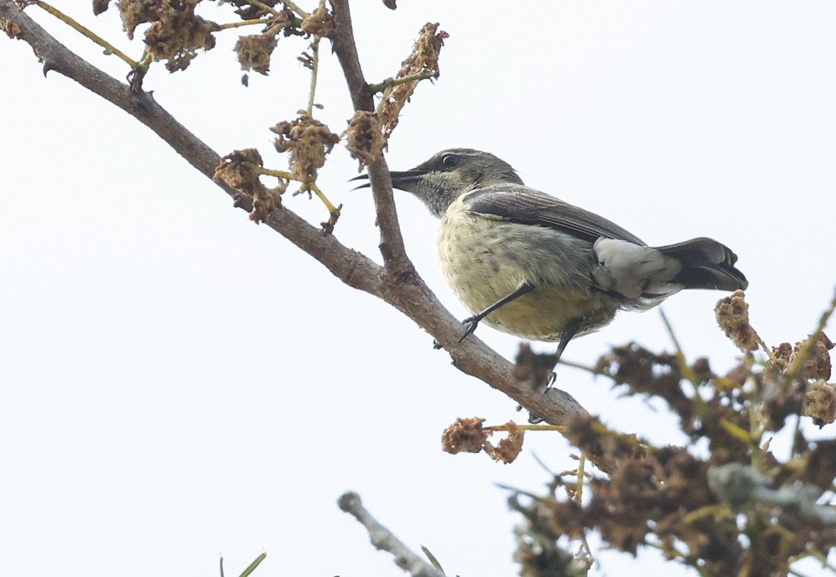Purple-banded Sunbird - ML644018430