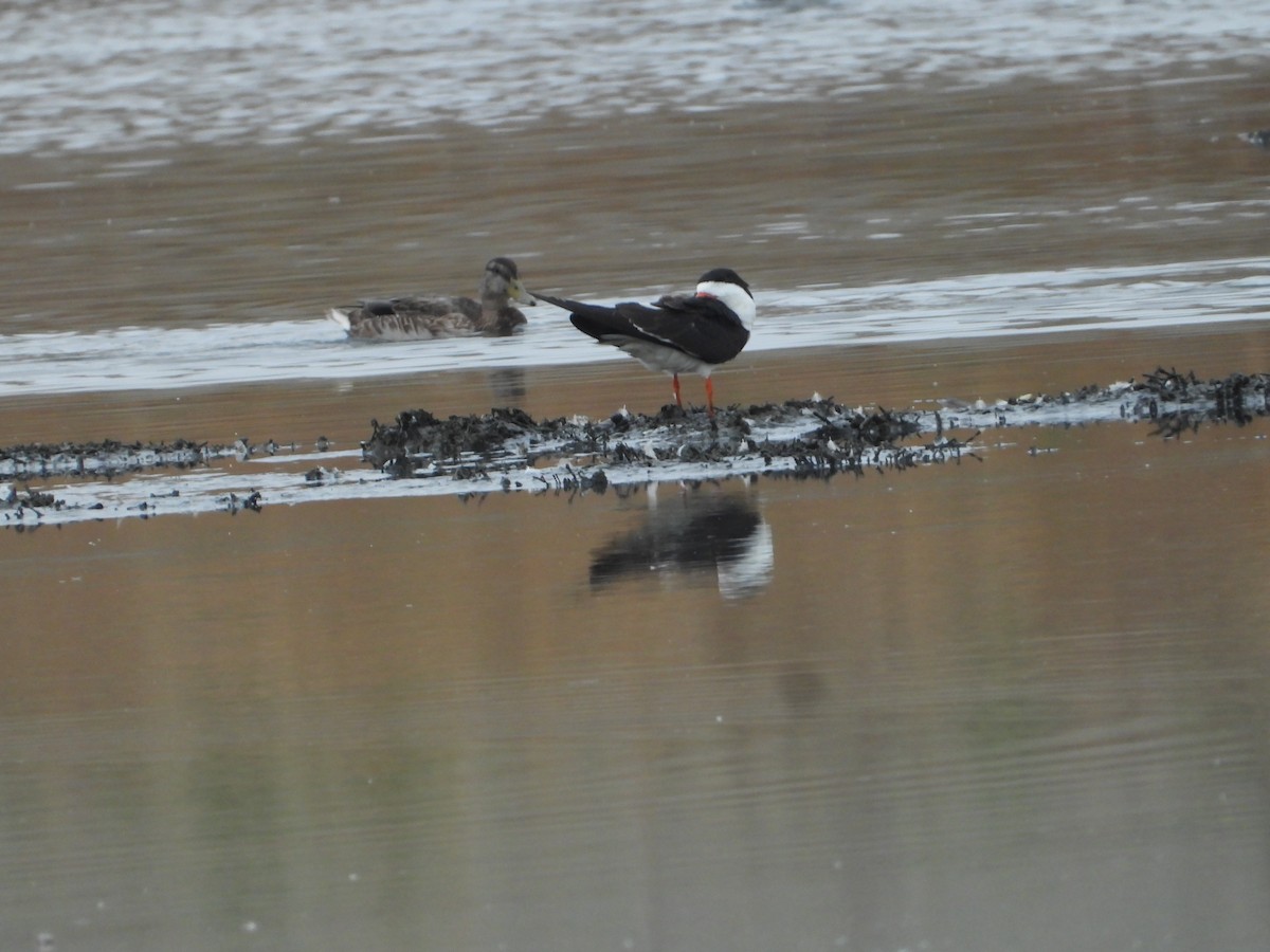 Black Skimmer - ML644018432