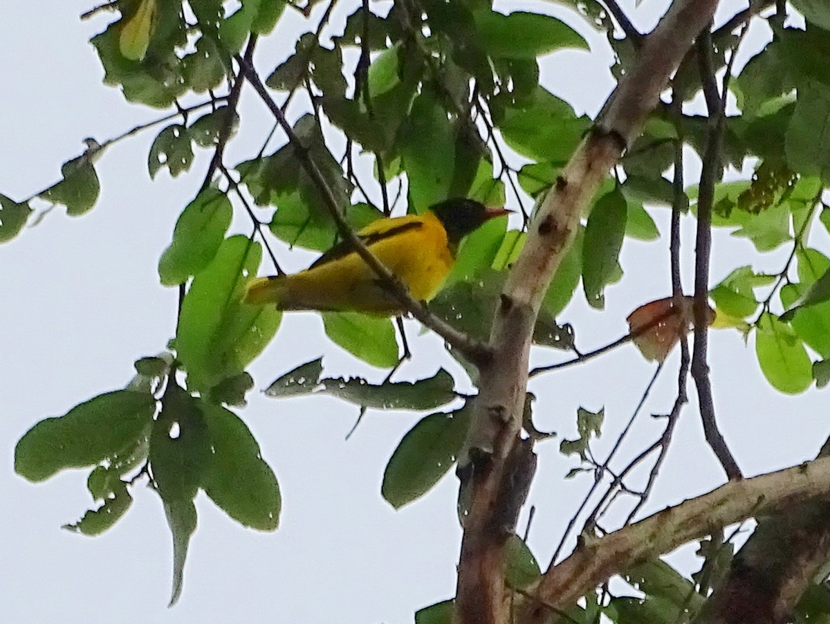 Black-hooded Oriole - ML644018433