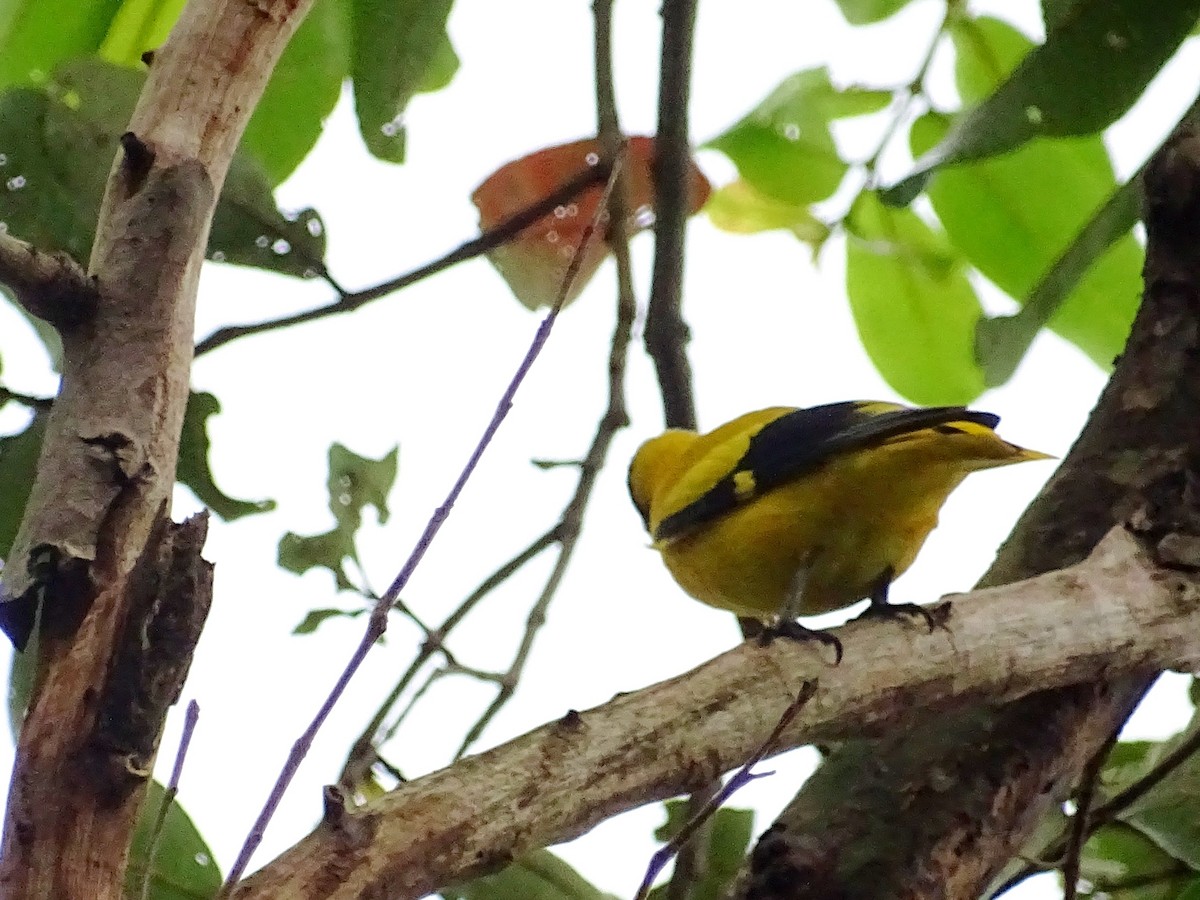 Black-hooded Oriole - ML644018434