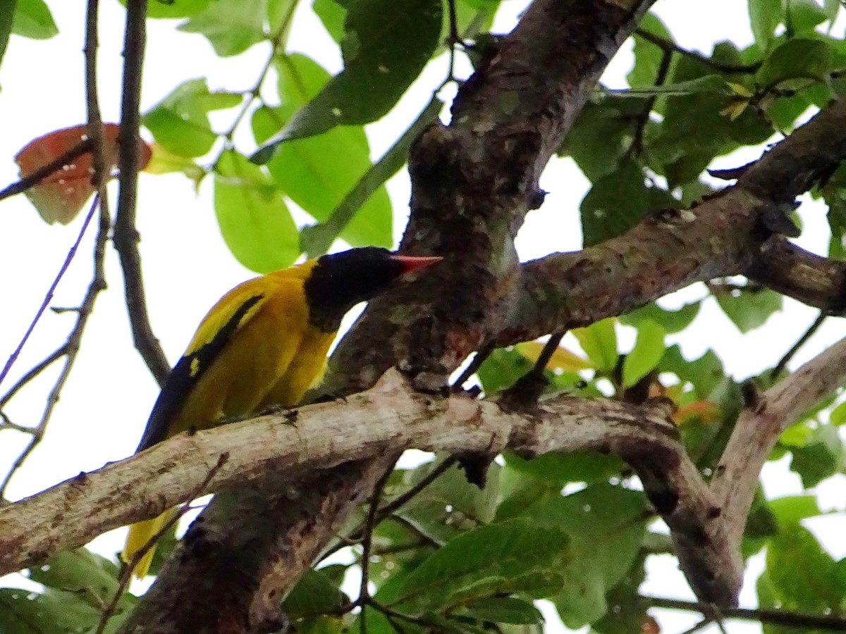 Black-hooded Oriole - ML644018435
