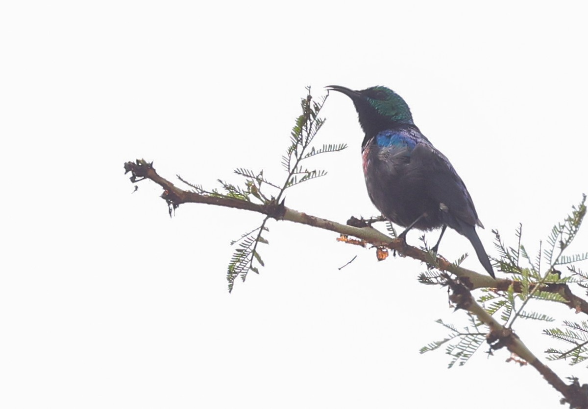 Purple-banded Sunbird - ML644018436