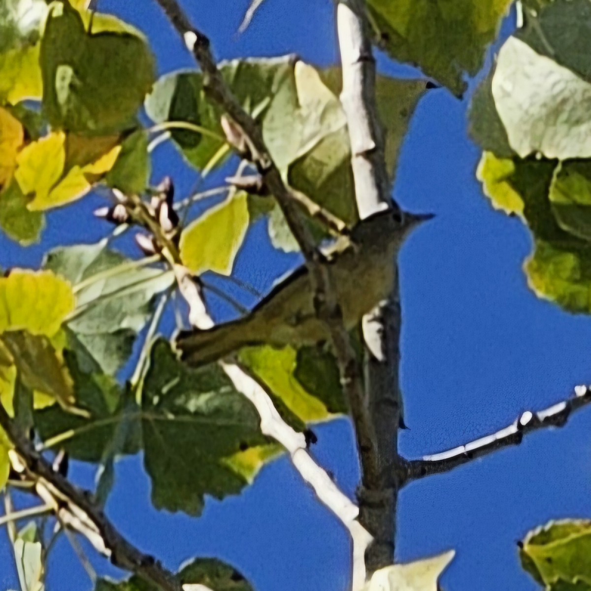 Goldwaldsänger - ML644018440