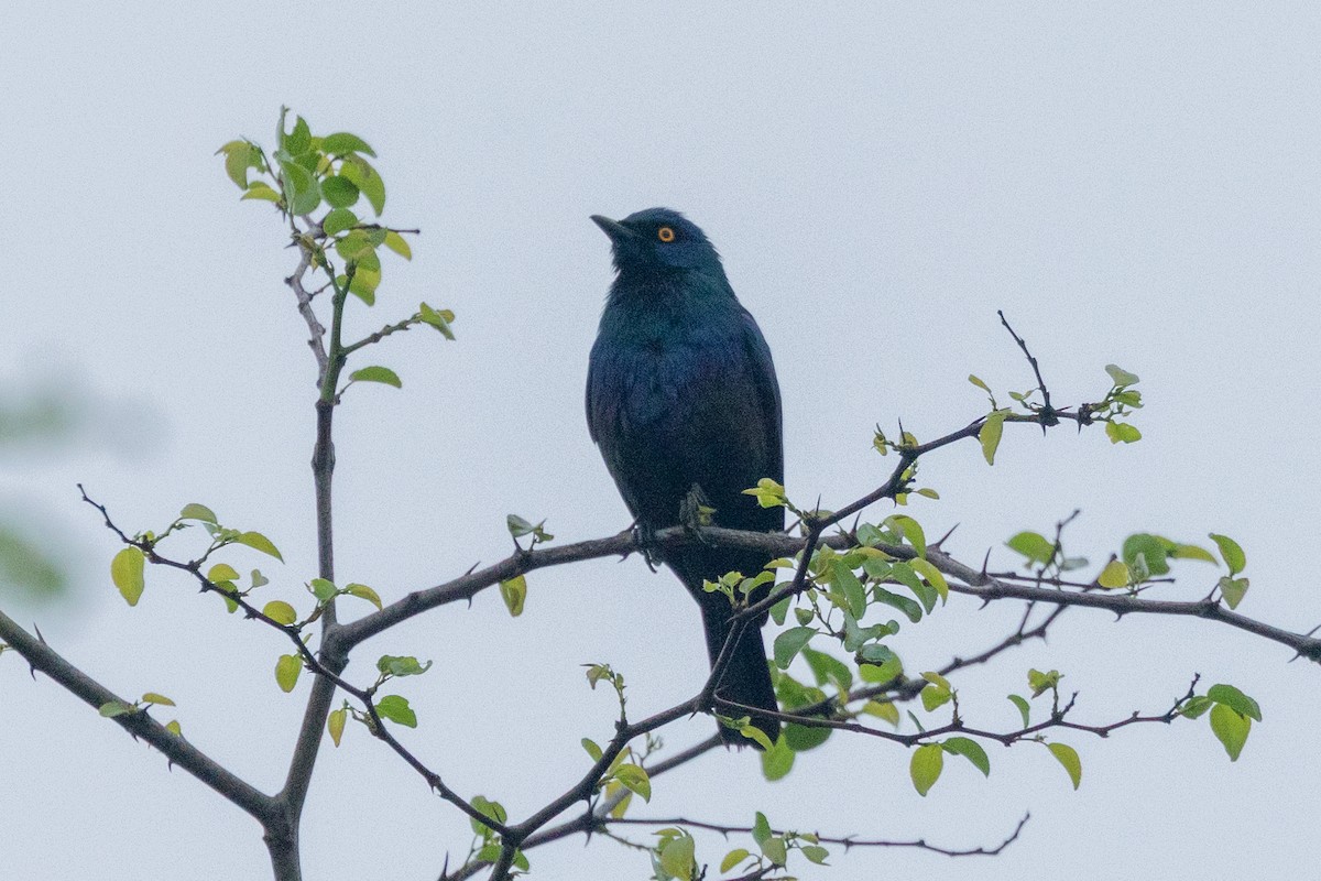 Black-bellied Starling - ML644018450