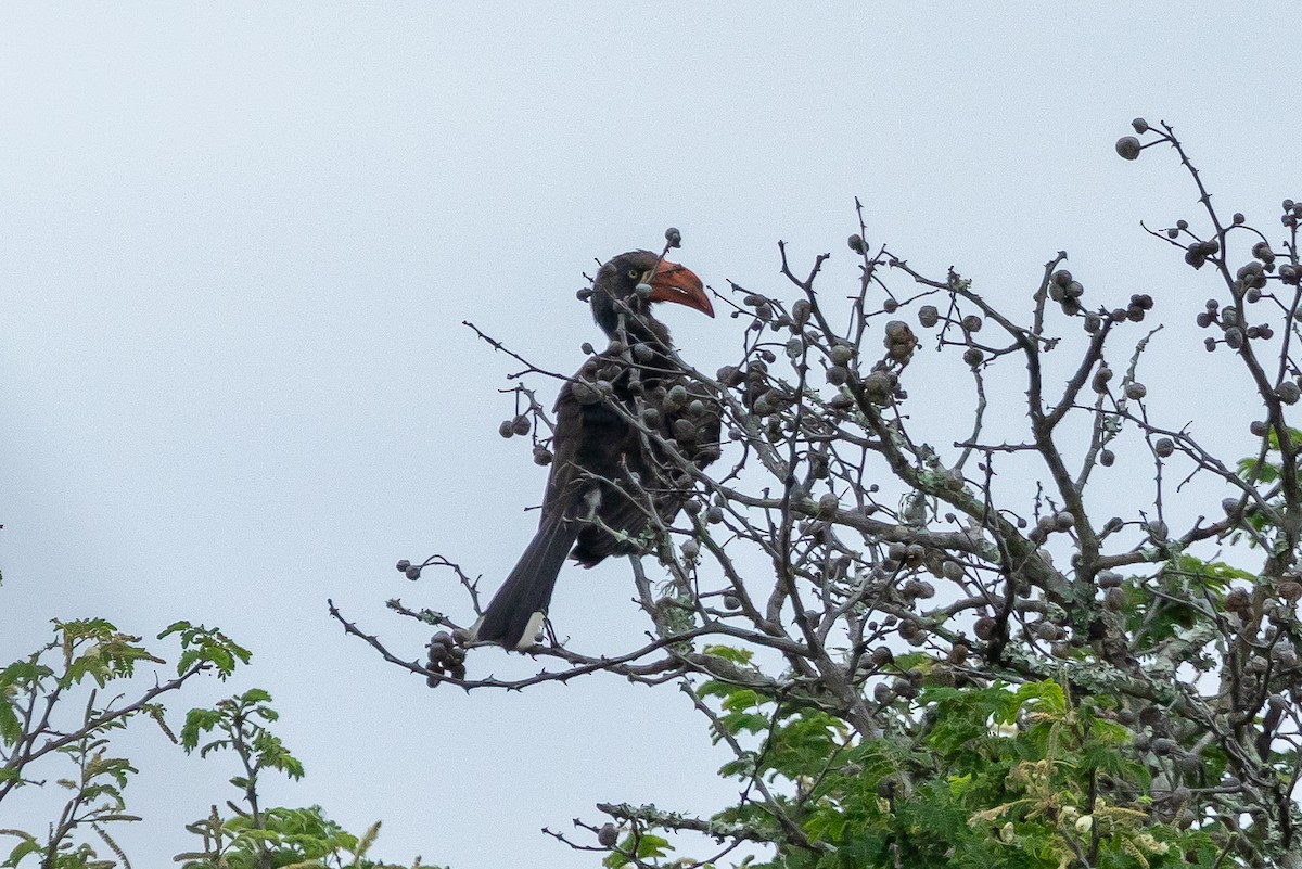 Crowned Hornbill - ML644018456
