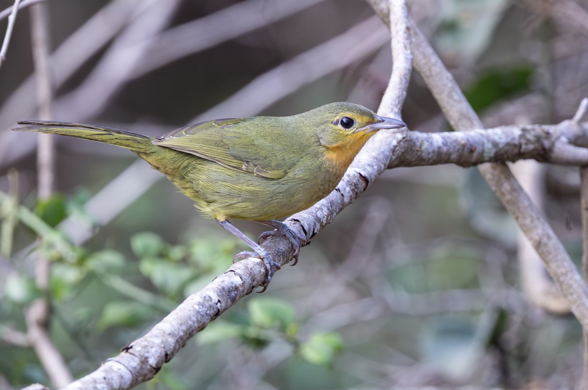 Four-colored Bushshrike - ML644018459