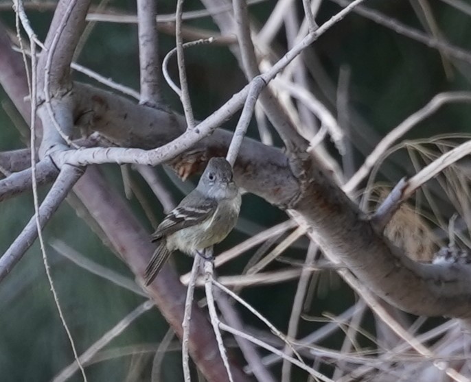 Empidonax sp. - ML644018478