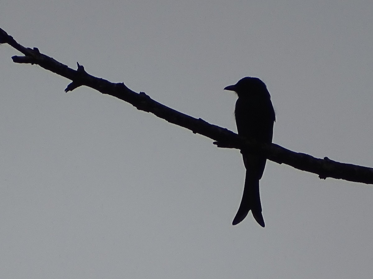 Ak Karınlı Drongo - ML644018480