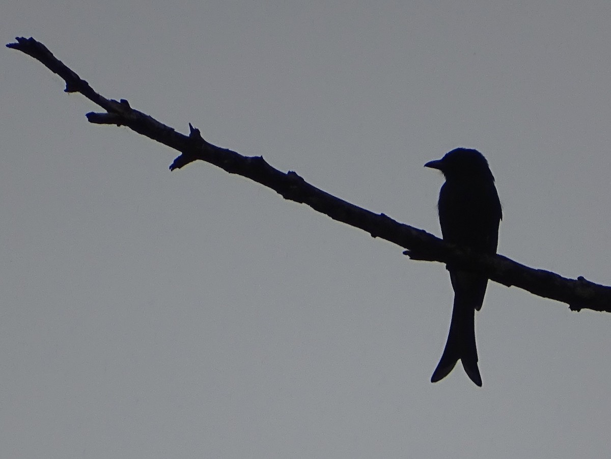 Ak Karınlı Drongo - ML644018481