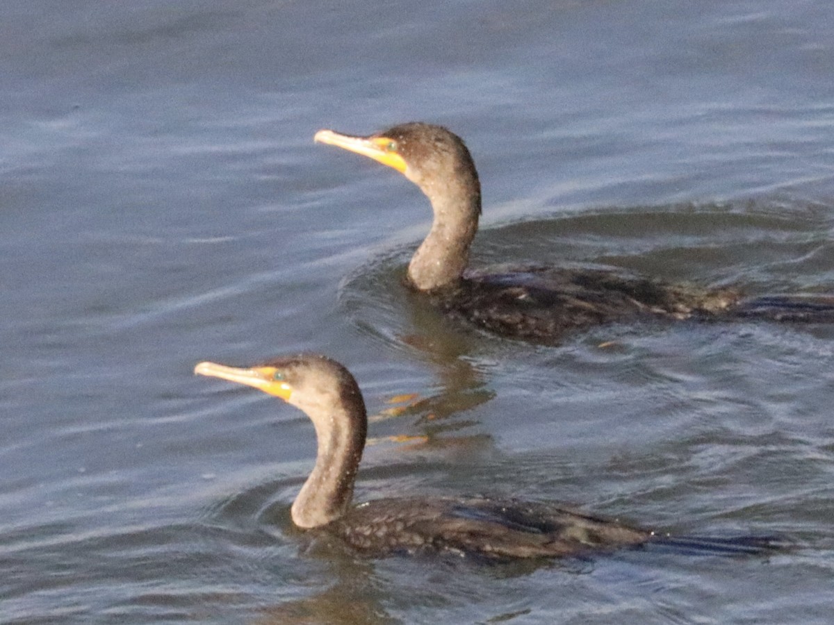 Double-crested Cormorant - ML644018484