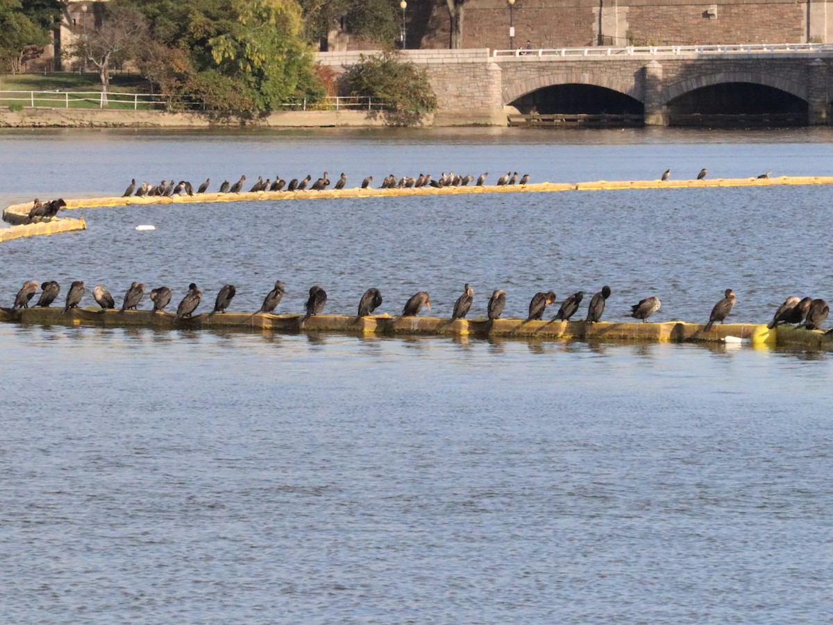 Double-crested Cormorant - ML644018485