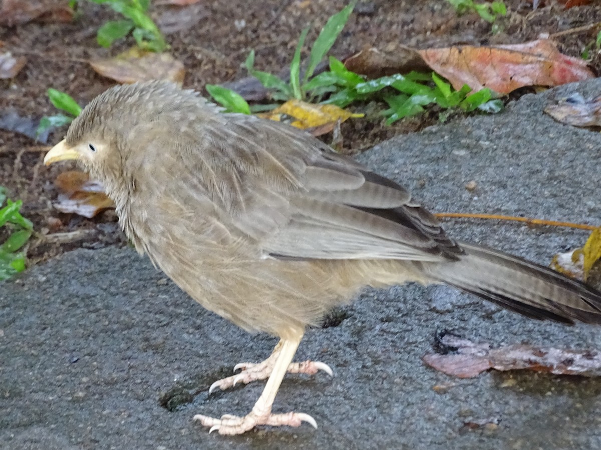 Yellow-billed Babbler - ML644018486