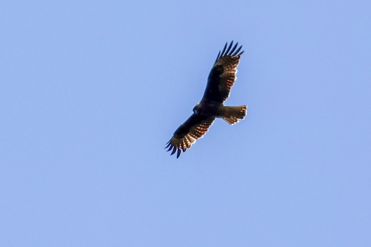 Little Eagle - ML644018497