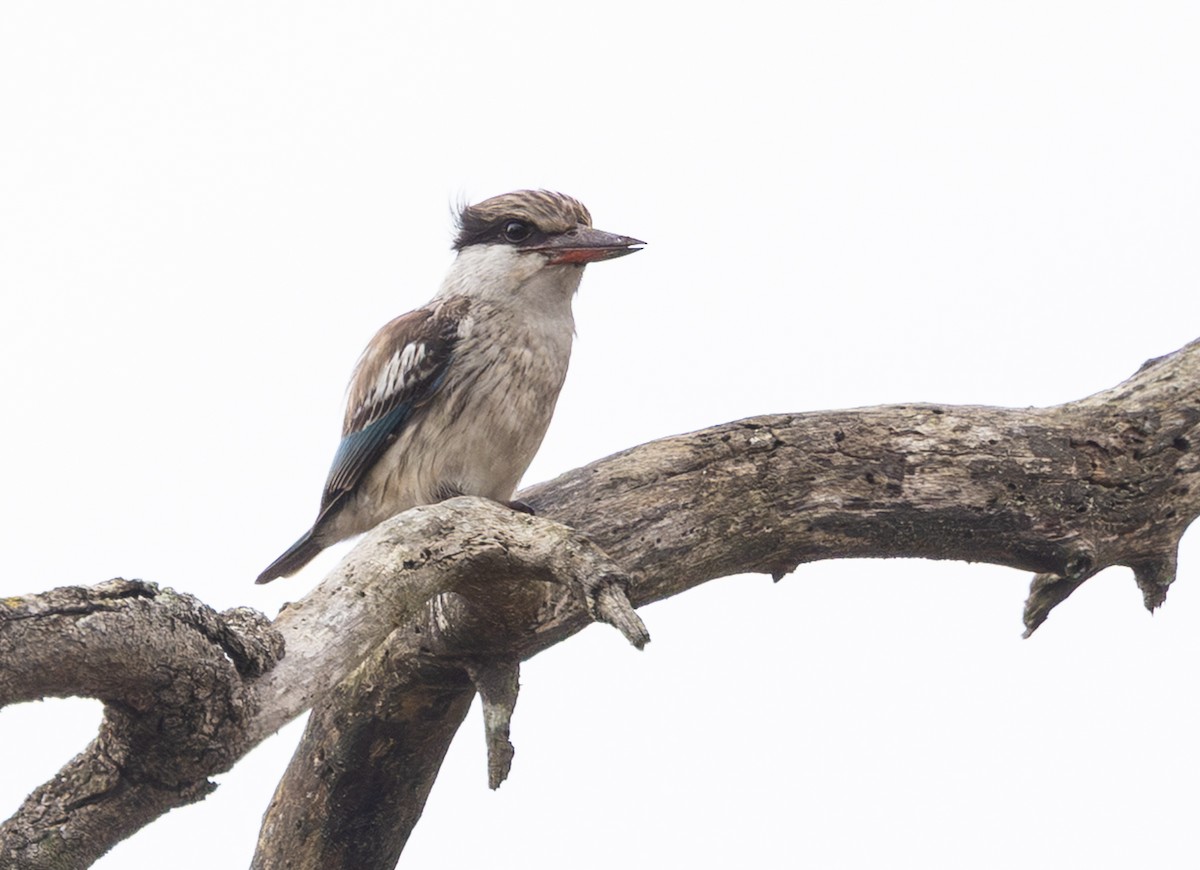 Striped Kingfisher - ML644018526