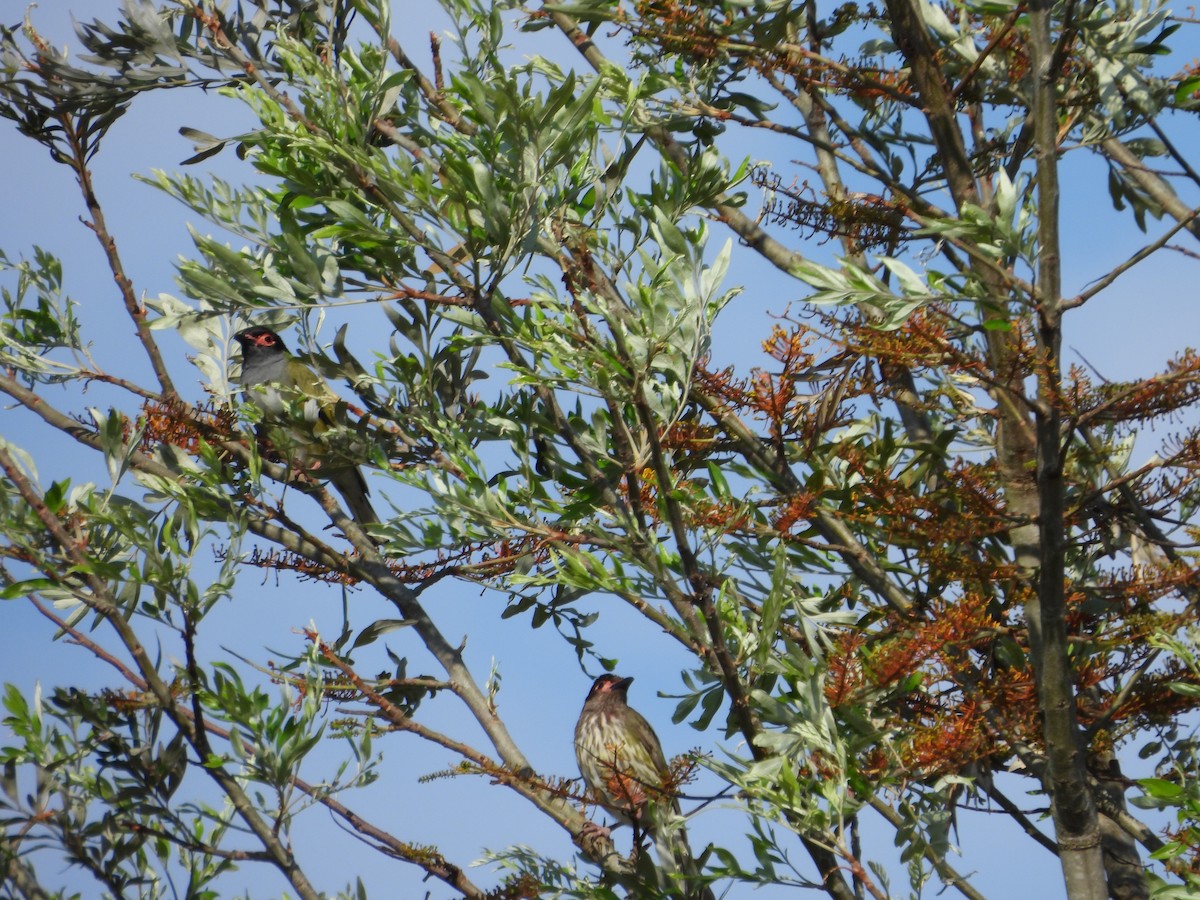 Australasian Figbird - ML644018534