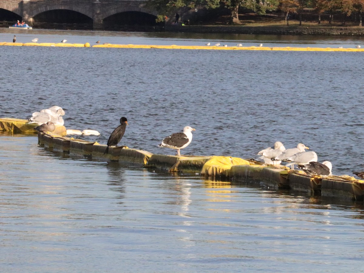 Great Black-backed Gull - ML644018539