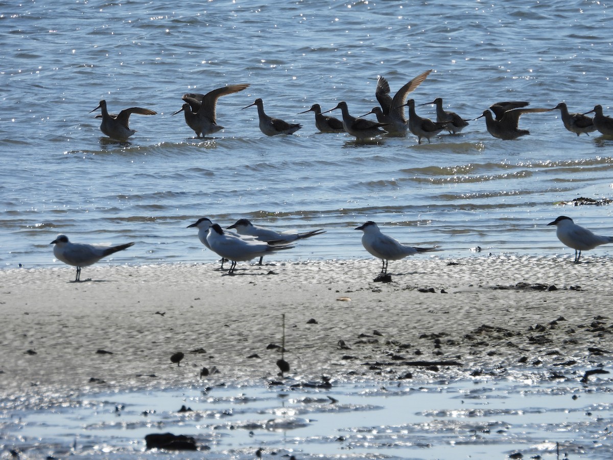 Australian Tern - ML644018540