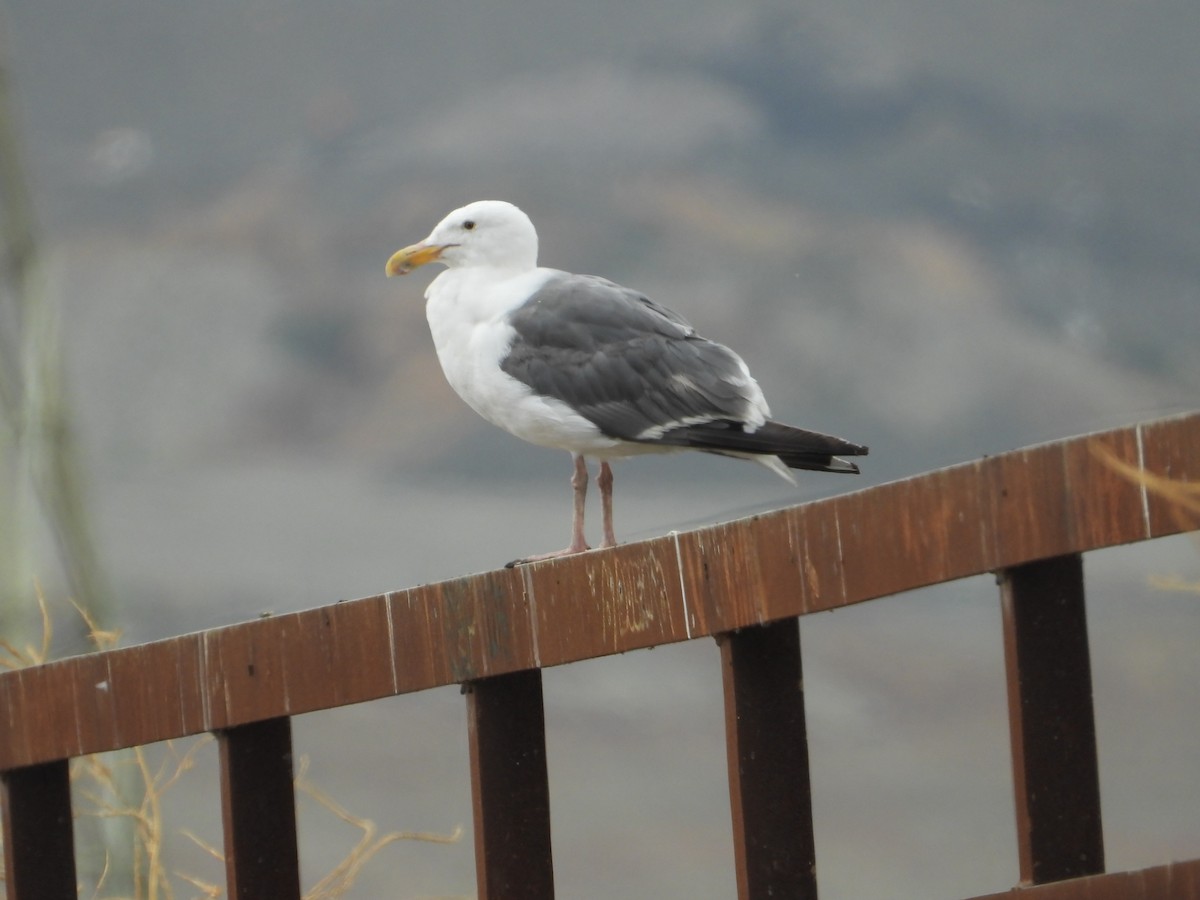 Western Gull - ML644018553