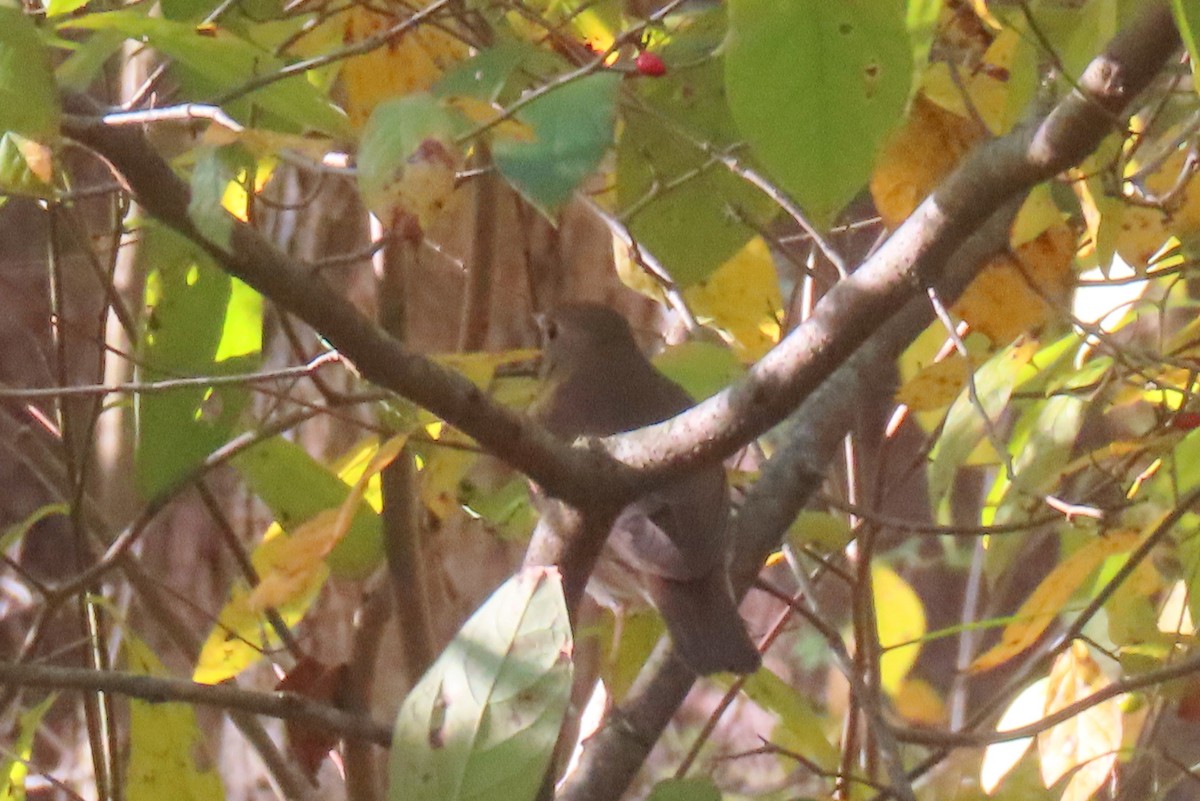 Gray-cheeked Thrush - ML644018554