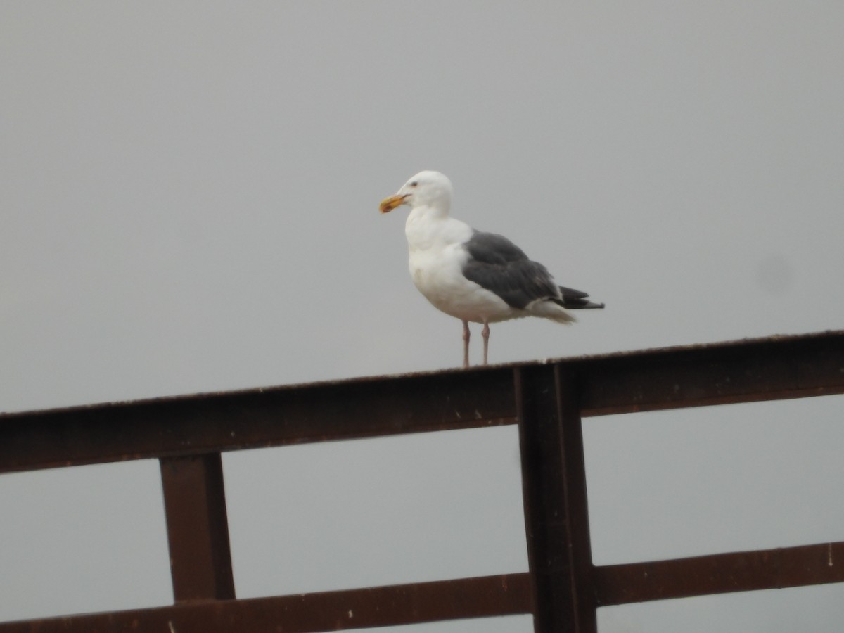 Western Gull - ML644018555