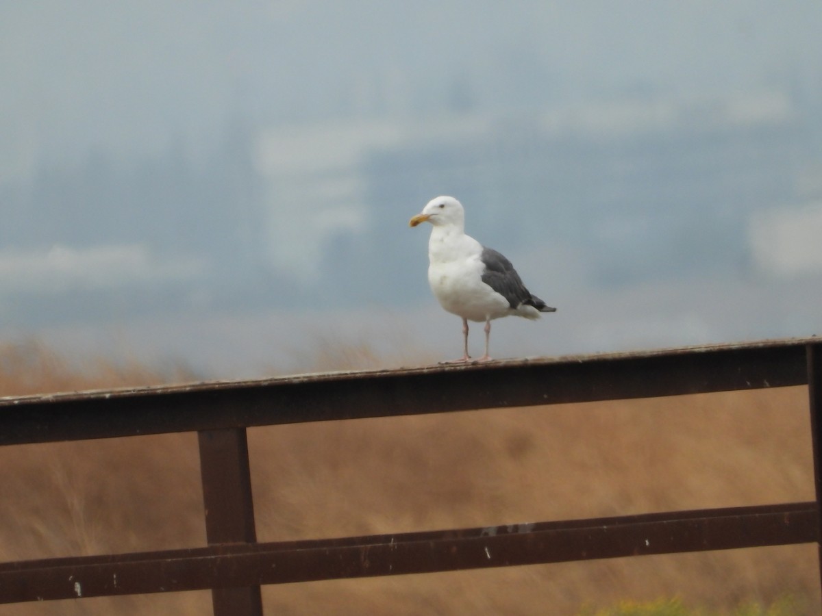 Western Gull - ML644018557