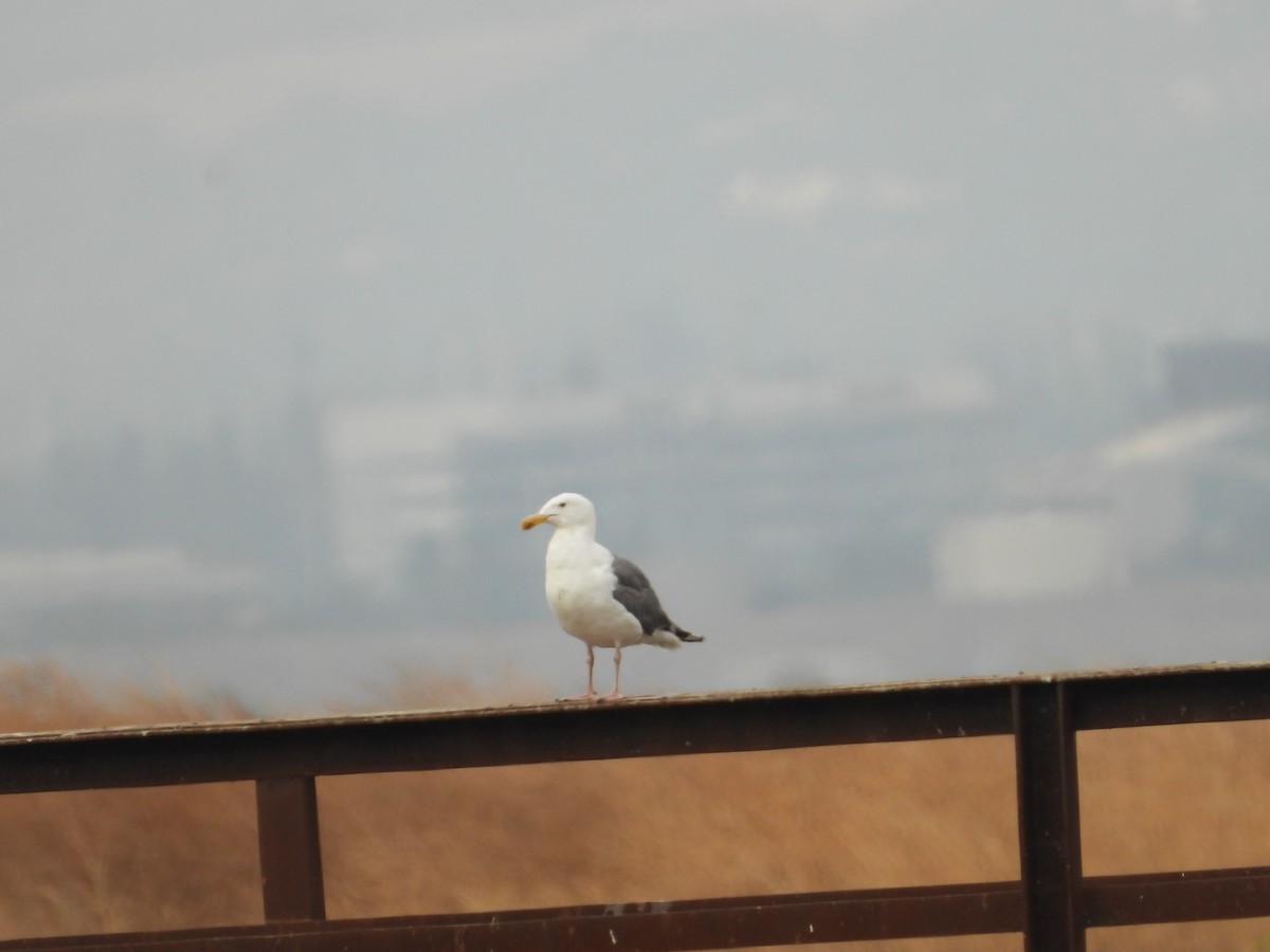 Western Gull - ML644018558