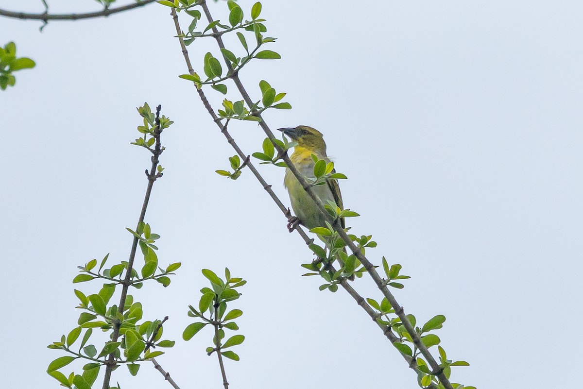 Spectacled Weaver - ML644018569