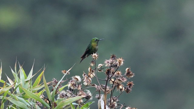 Tyrian Metaltail - ML644018572