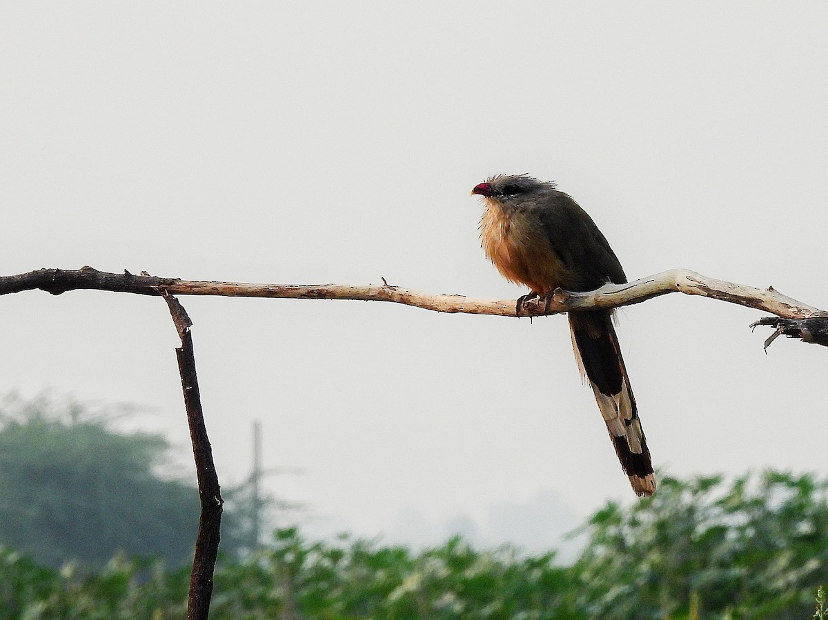 Sirkeer Malkoha - ML644018573
