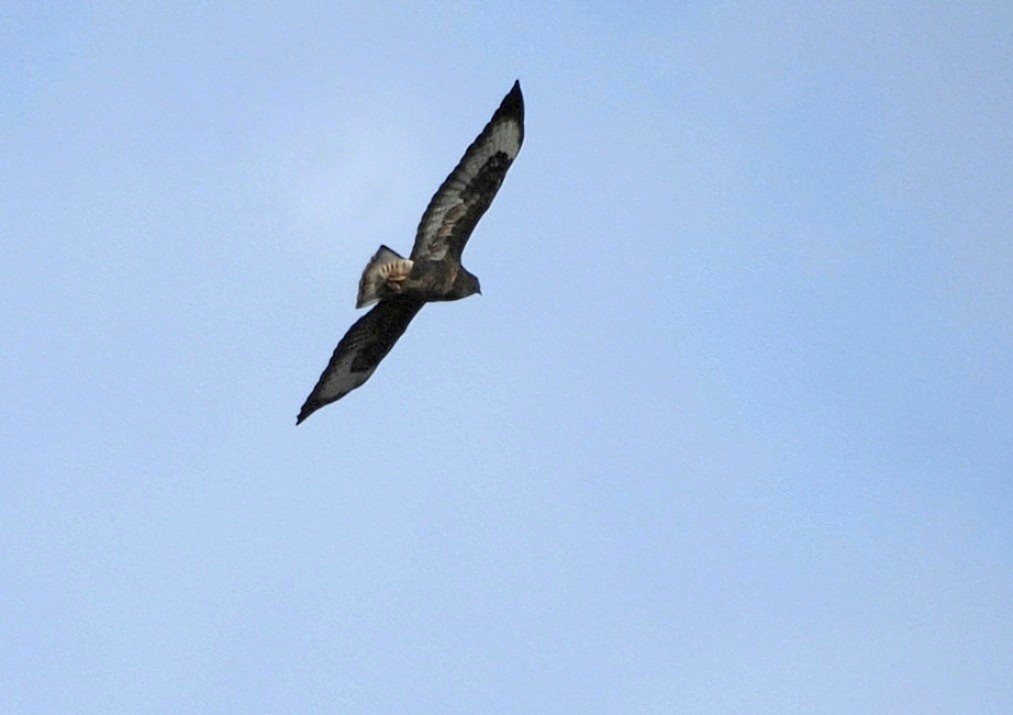 Buse variable - ML644018575