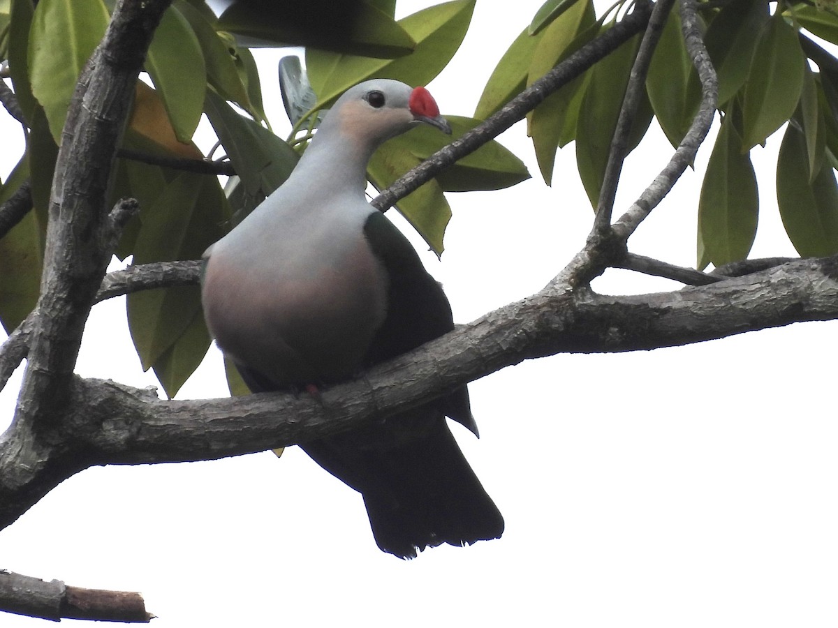 rødknoppkeiserdue - ML644018576