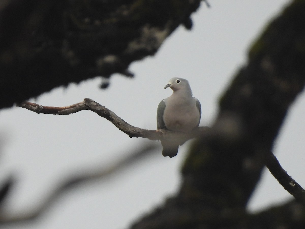 gråkeiserdue - ML644018578